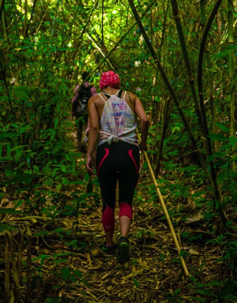 Jungle Reclaimed – A Preview to the Reforested Phnom Kravanh