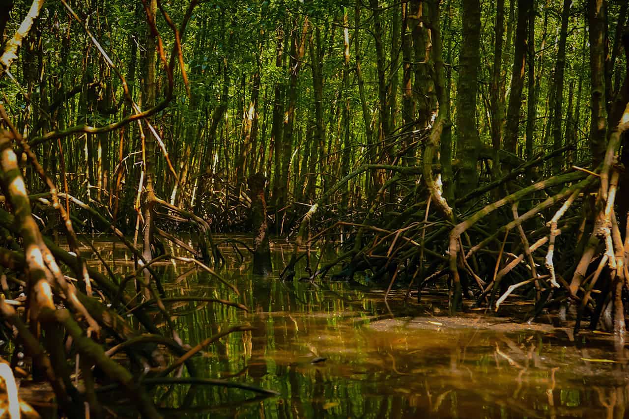 Mangrove Forest Biodiversity Cardamom Mountain