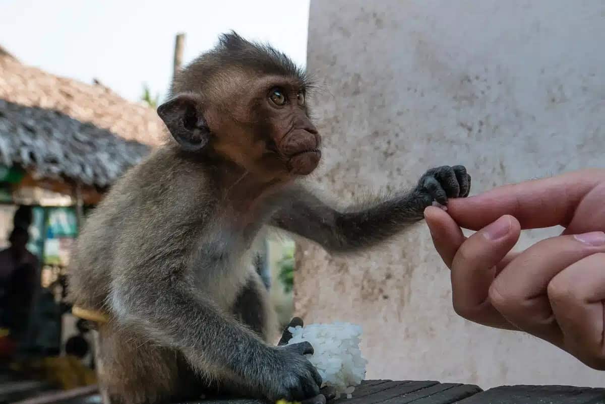 Visiting Cardamom Mountains During Rainy Season in Cambodia